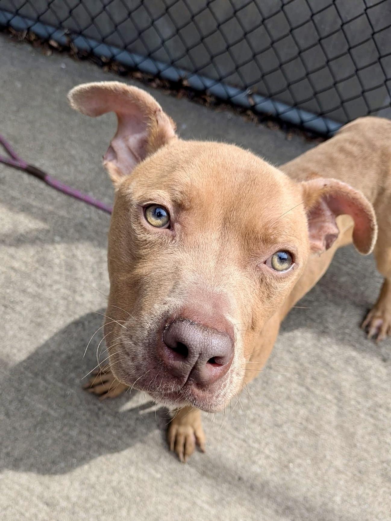 Parcheesi, Adoptable, Adult Male Pit Bull Terrier.