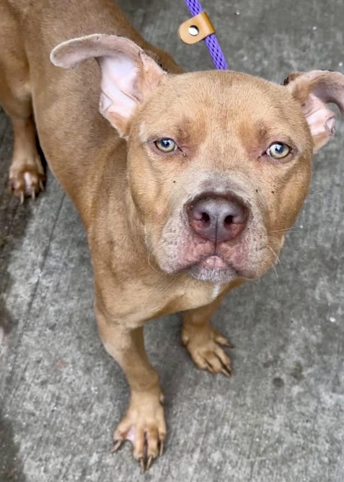 Enlarge Parcheesi, a Adoptable Pit Bull Terrier in Chicago, IL image 3/5