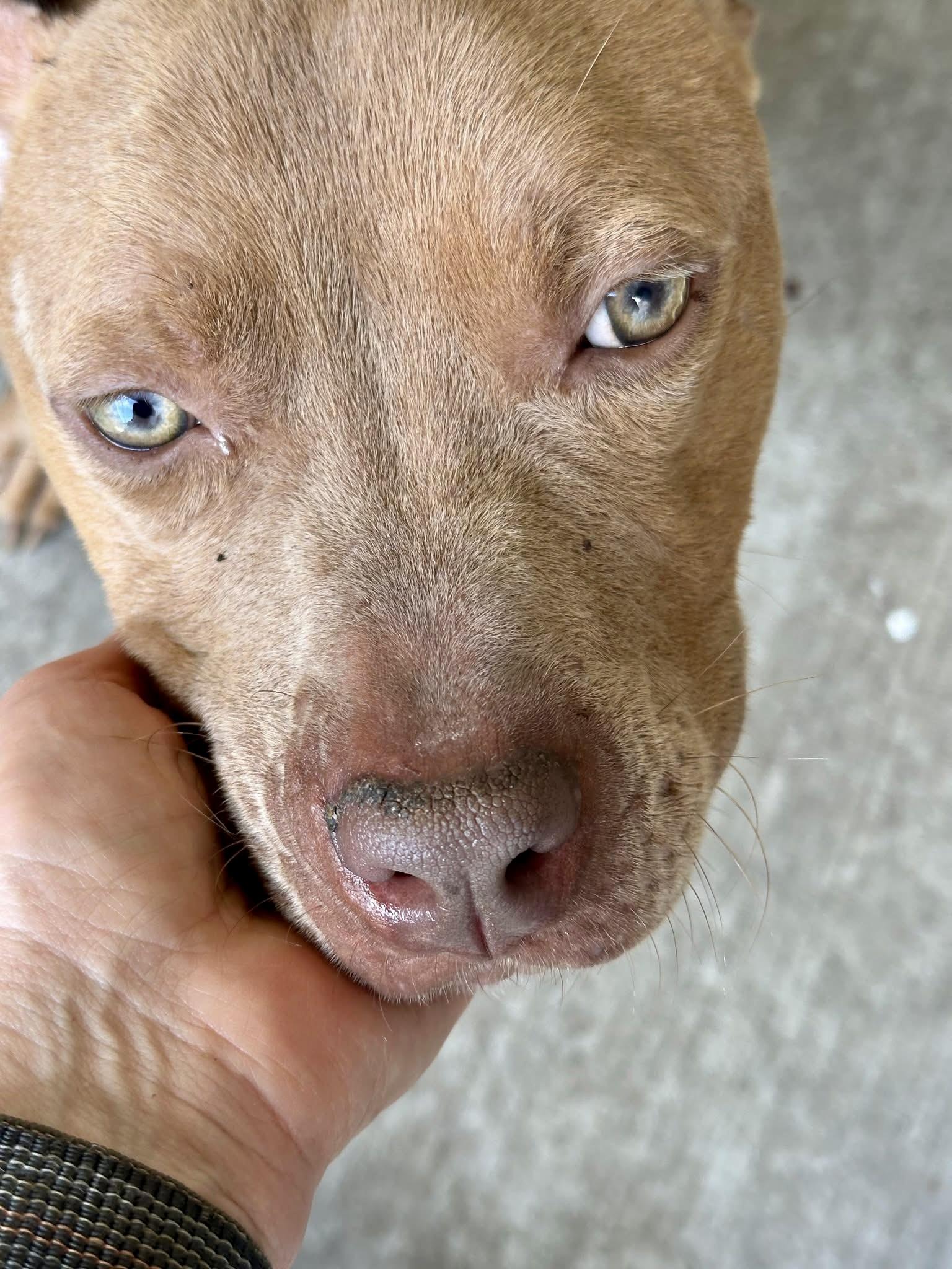 Enlarge Parcheesi, a Adoptable Pit Bull Terrier in Chicago, IL image 2/5