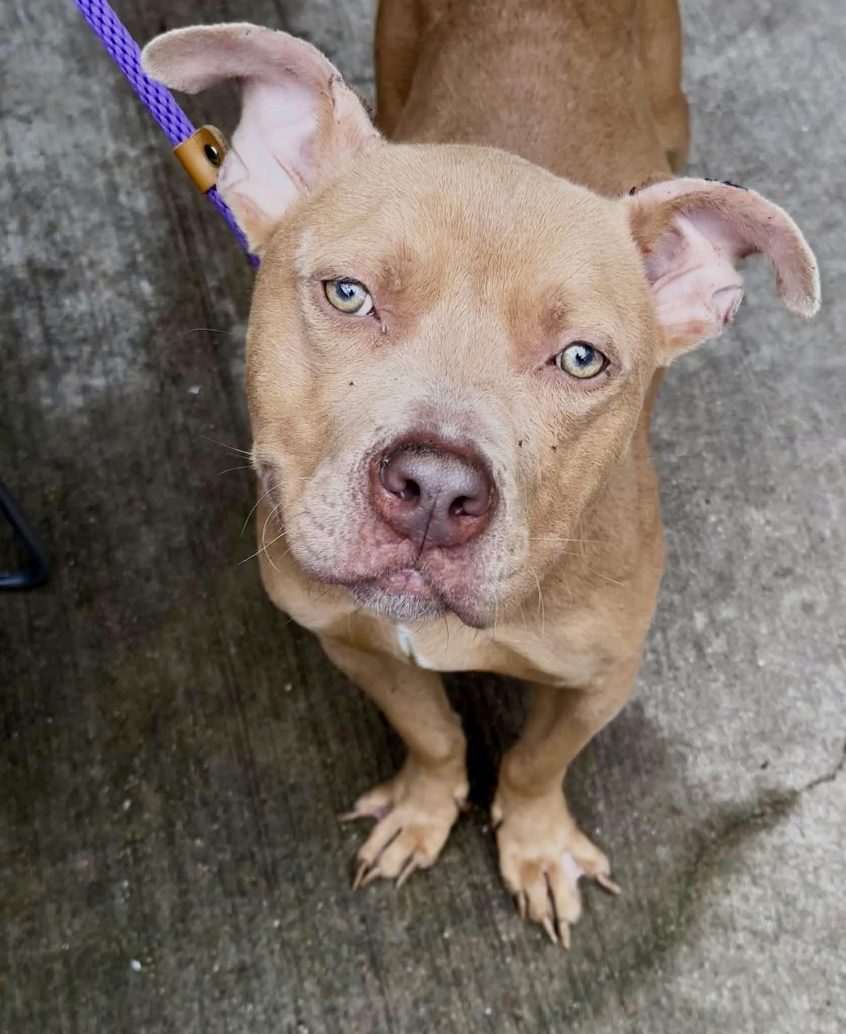 Enlarge Parcheesi, a Adoptable Pit Bull Terrier in Chicago, IL image 4/5