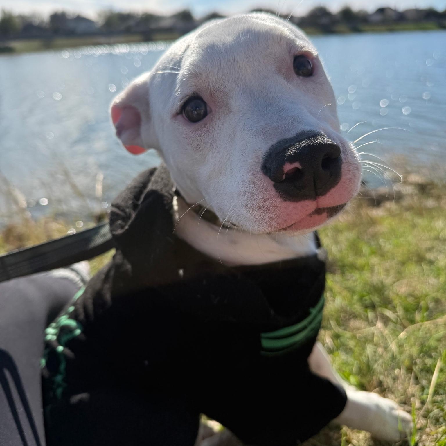 Enlarge Snow, a Adoptable mixed breed in Portland, ME image 1/6