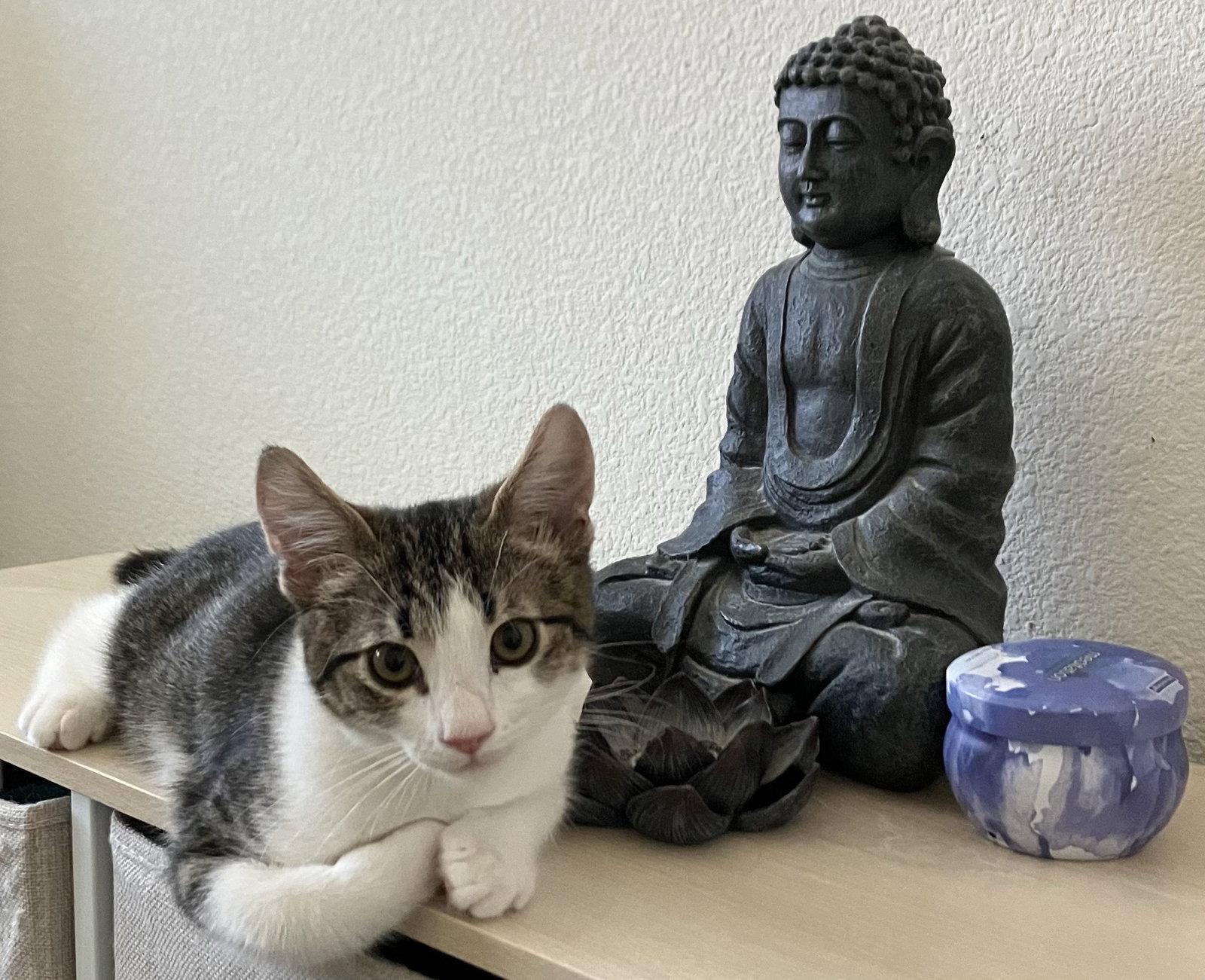 Oliver & Oscar (Coustesy Post), Adoptable, Adult Male Domestic Short Hair.