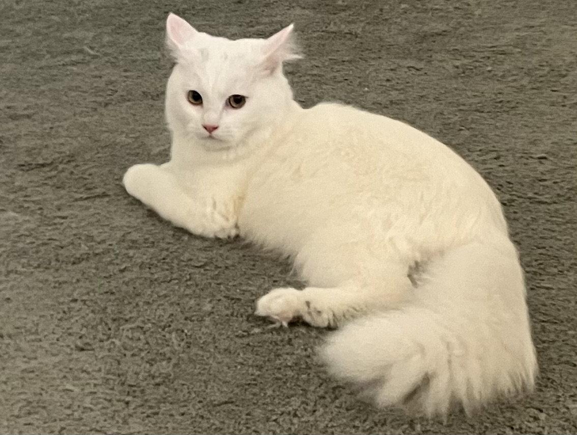 Enlarge Oliver & Oscar (Coustesy Post), a Adoptable Domestic Short Hair in San Jose, CA image 2/3