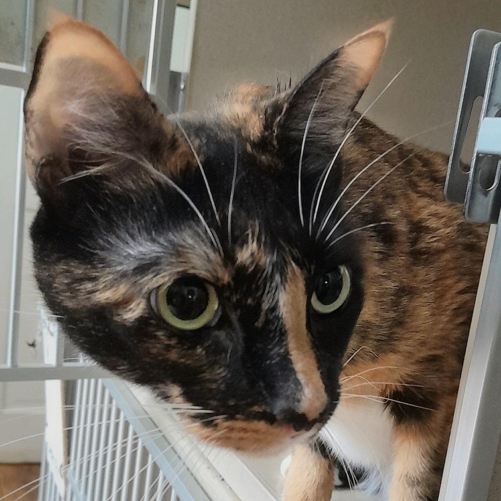 Enlarge BC, a Adoptable Domestic Short Hair in Calverton, NY image 1/3