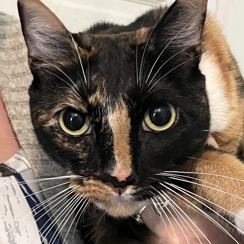 Enlarge BC, a Adoptable Domestic Short Hair in Calverton, NY image 2/3
