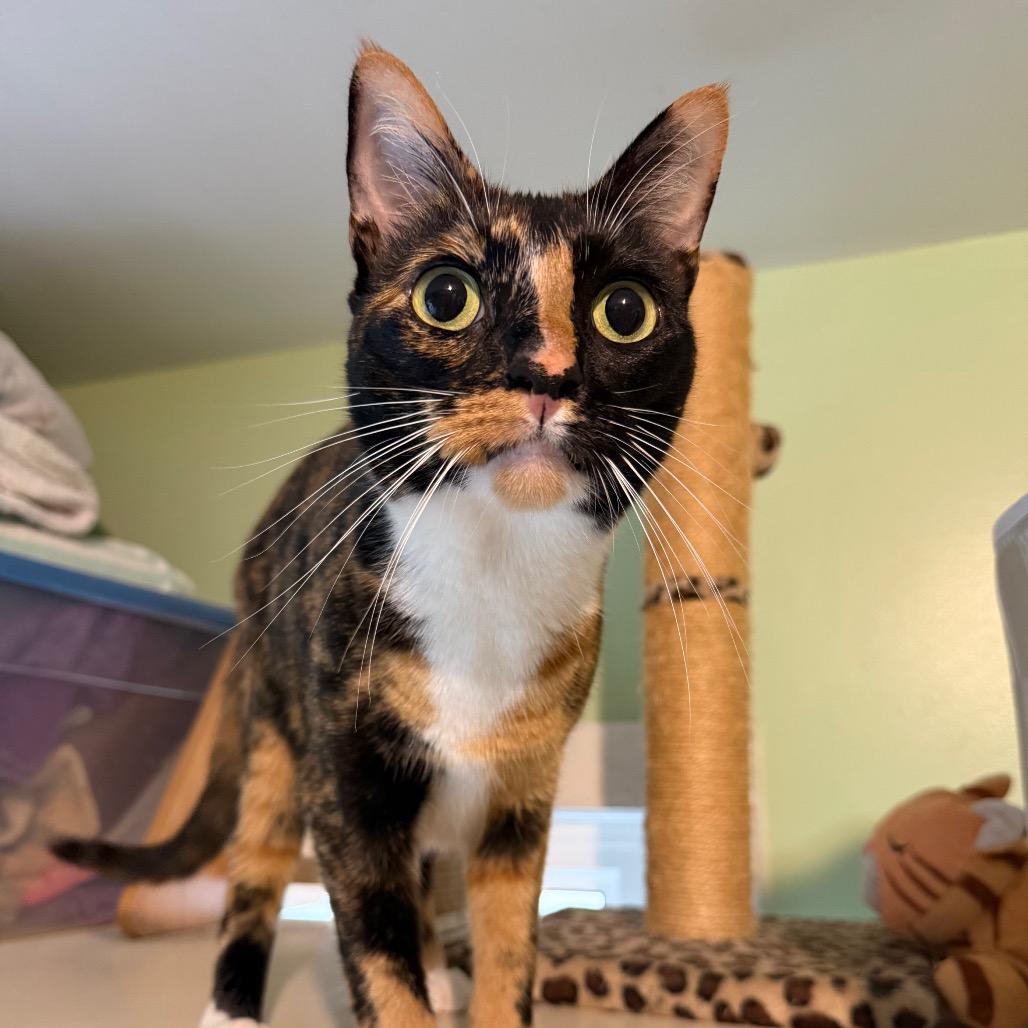 Enlarge BC, a Adoptable Domestic Short Hair in Calverton, NY image 3/3