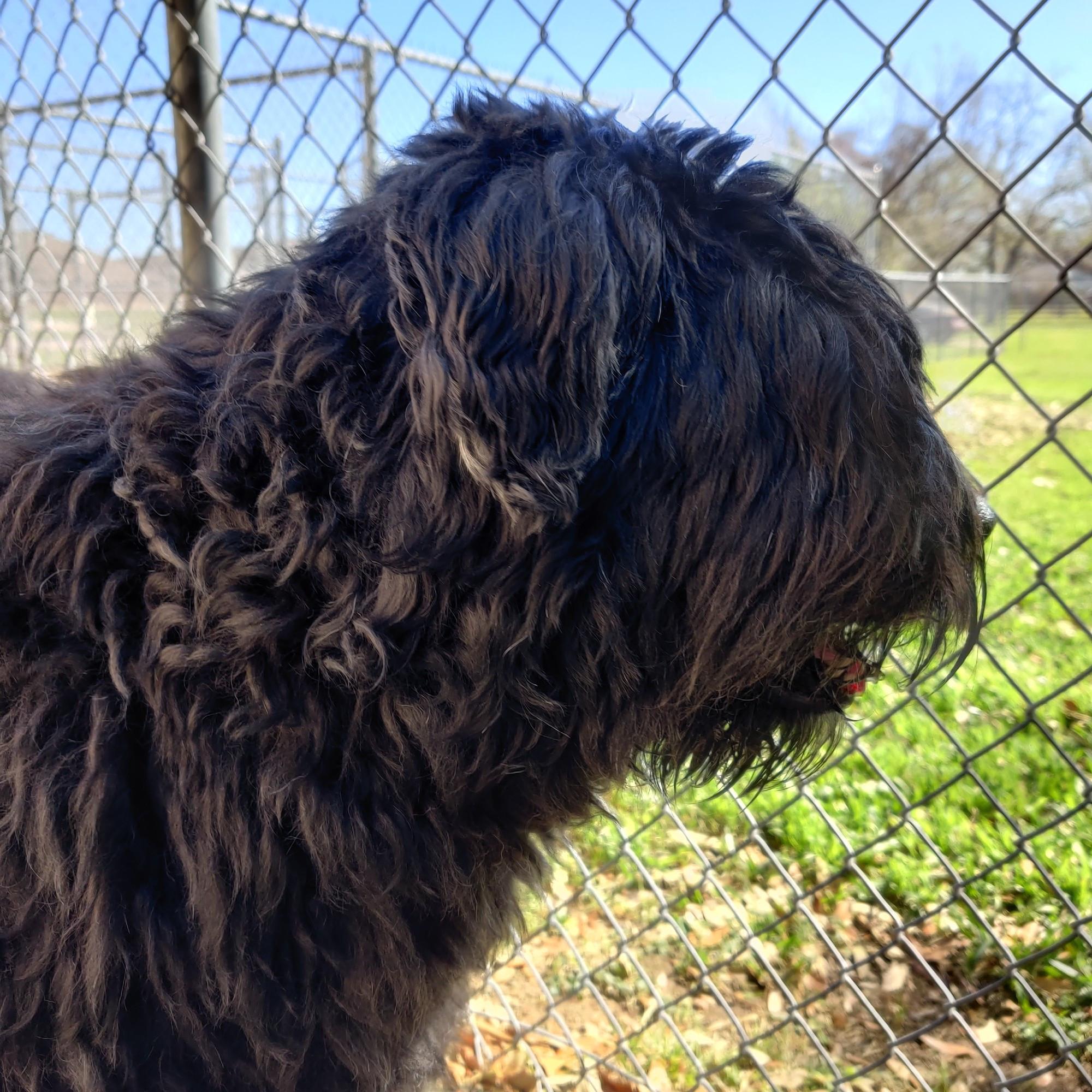 Jinx and Bert, Adopted, Adult Female Bouvier des Flandres.