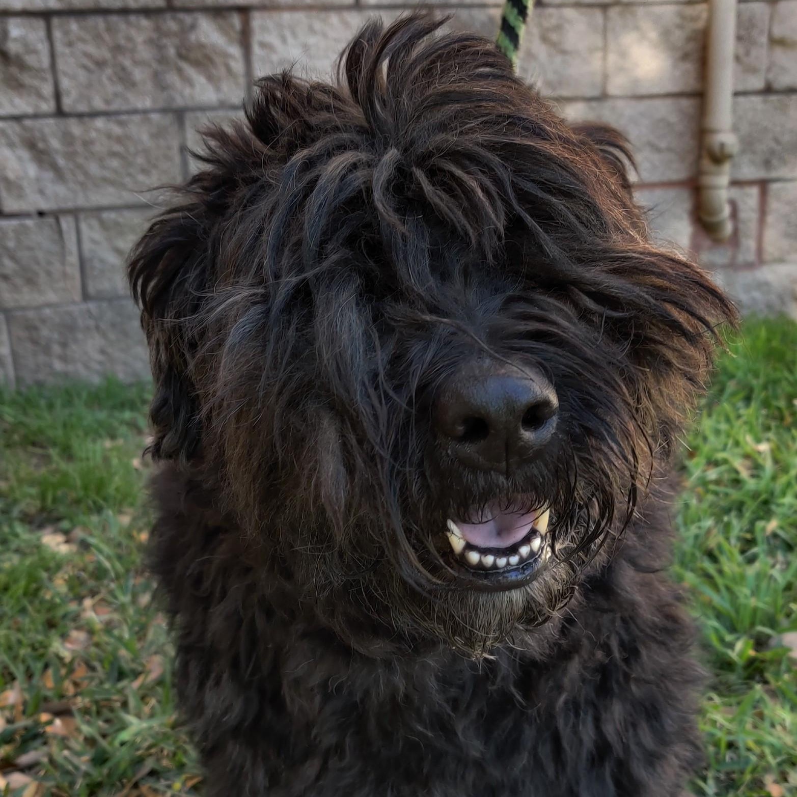 Jinx and Bert, a Adopted Bouvier des Flandres in Dallas, TX image 2/3
