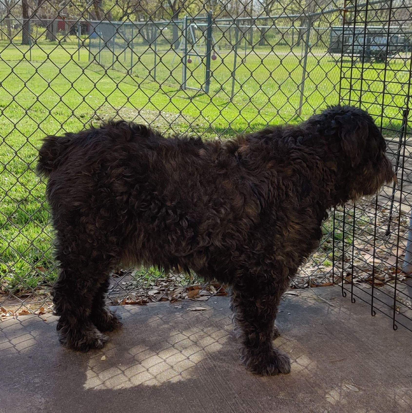 Jinx and Bert, a Adopted Bouvier des Flandres in Dallas, TX image 3/3