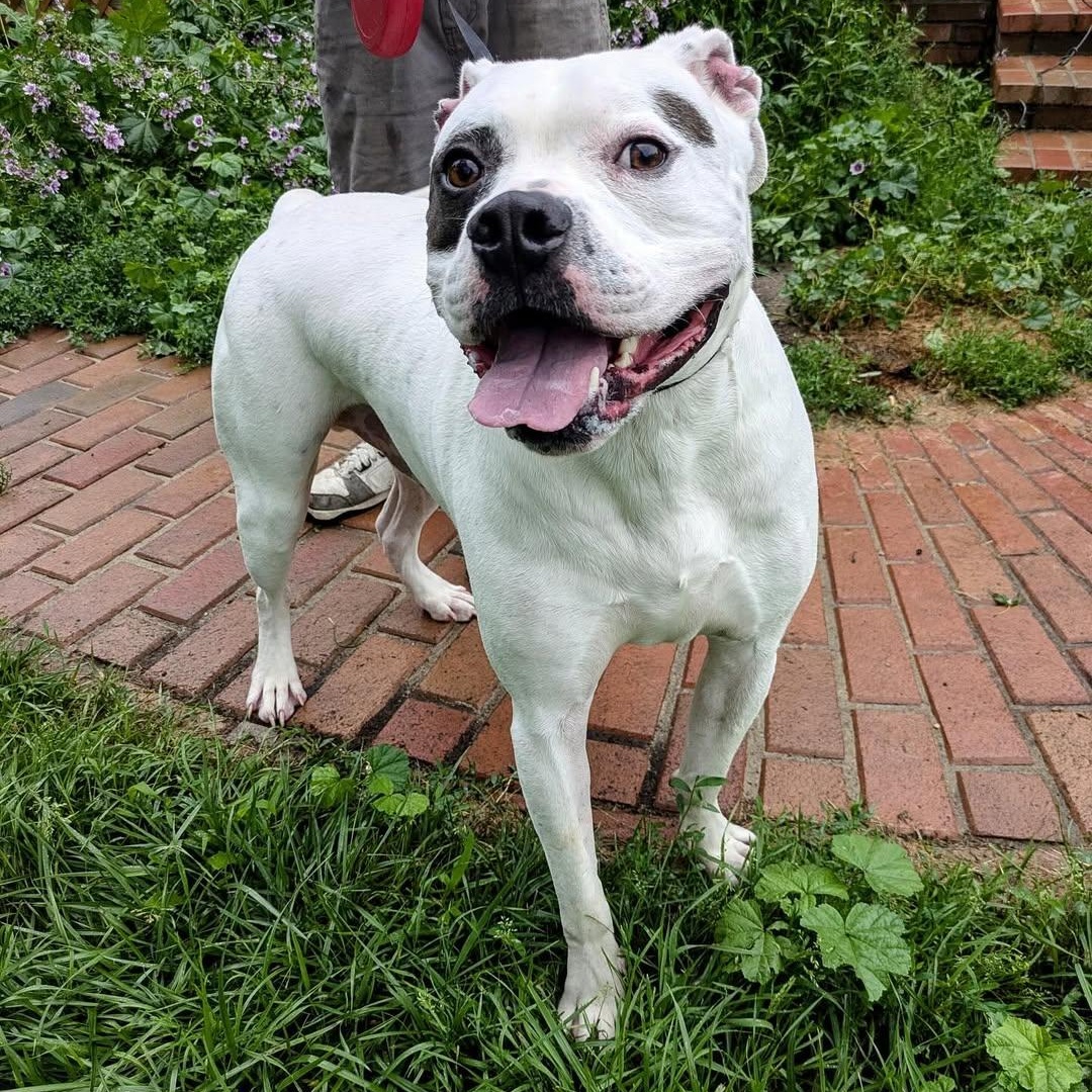 Oliver, a Adoptable mixed breed in Detroit, MI image 4/4