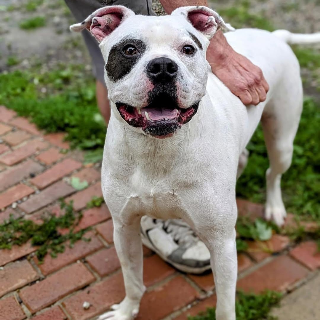 Oliver, a Adoptable mixed breed in Detroit, MI image 1/4