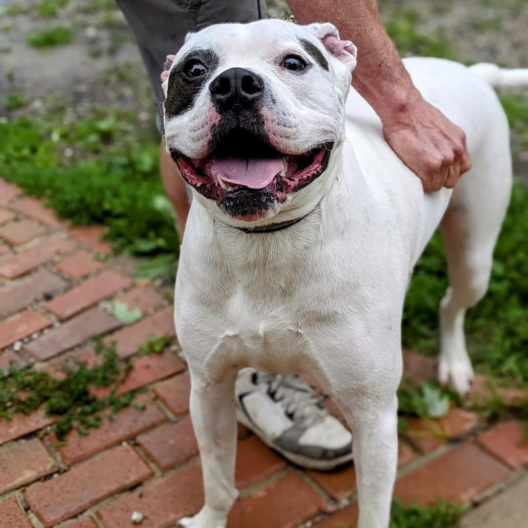 Oliver, a Adoptable mixed breed in Detroit, MI image 3/4