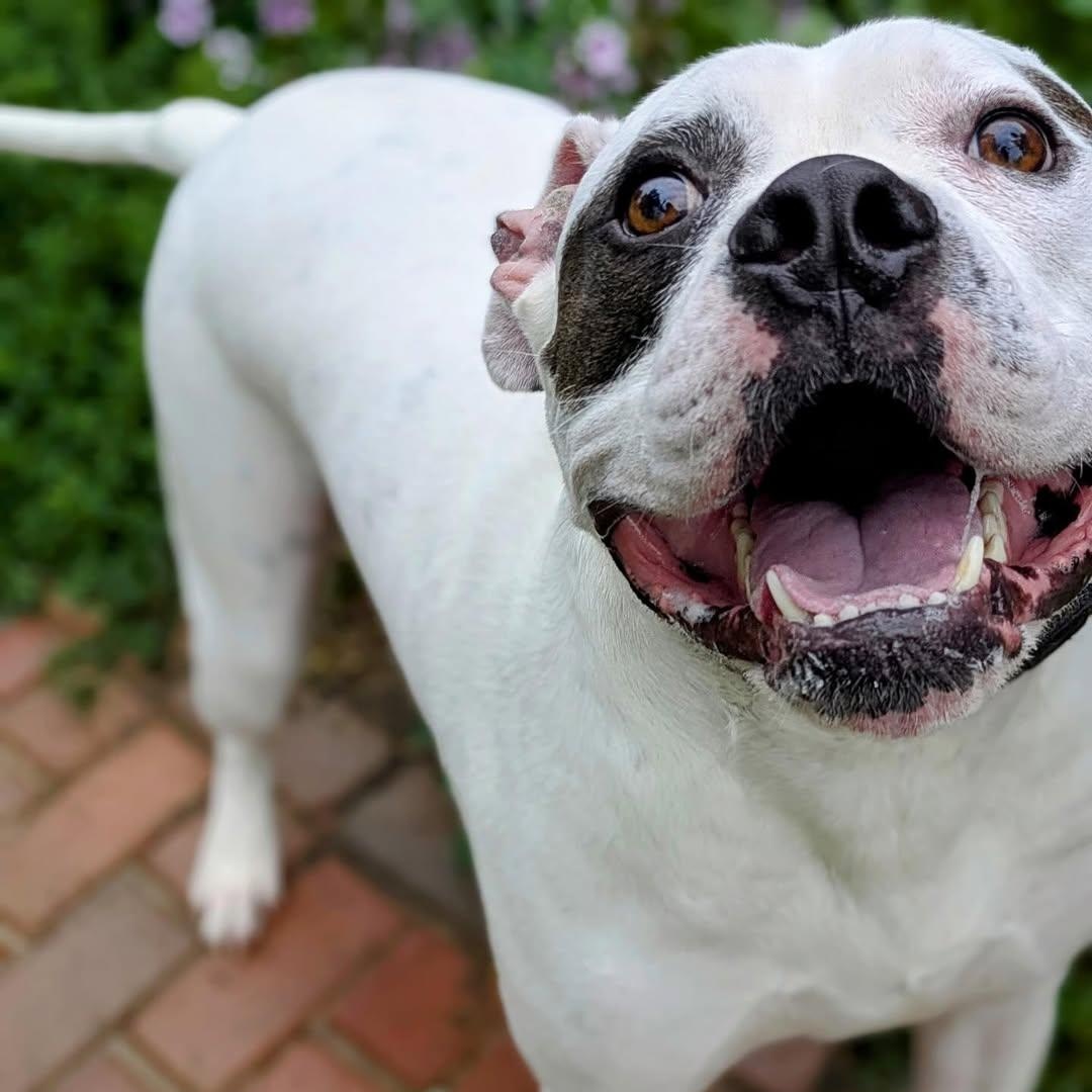 Oliver, a Adoptable mixed breed in Detroit, MI image 2/4