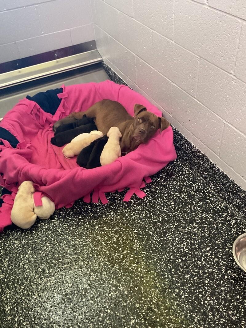 Myrah, Adoptable, Adult Female Pit Bull Terrier & Mixed Breed.