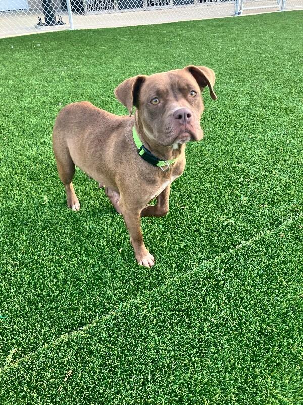 Enlarge Myrah, a Adoptable mixed breed in Jackson, TN image 2/3