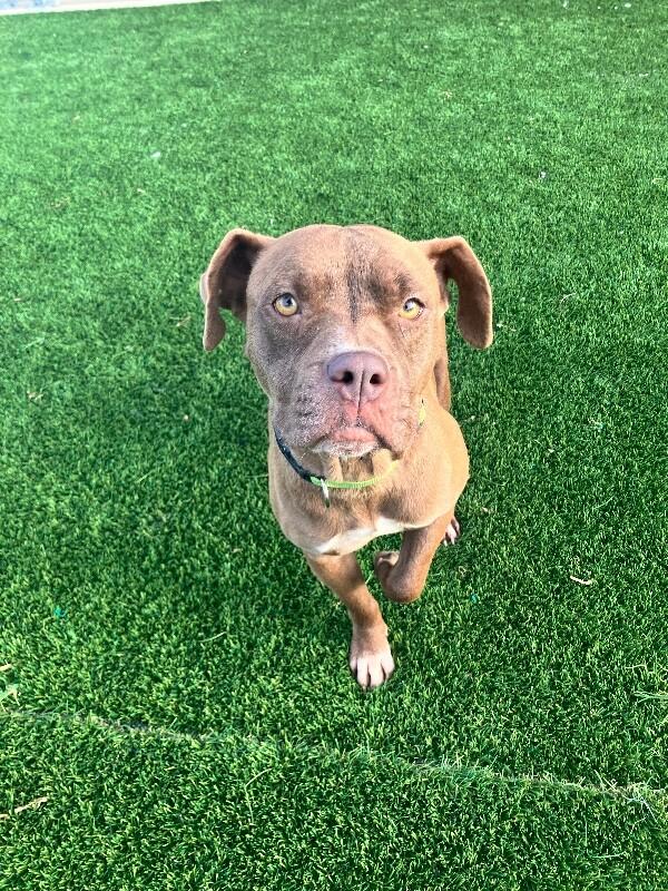 Enlarge Myrah, a Adoptable mixed breed in Jackson, TN image 3/3