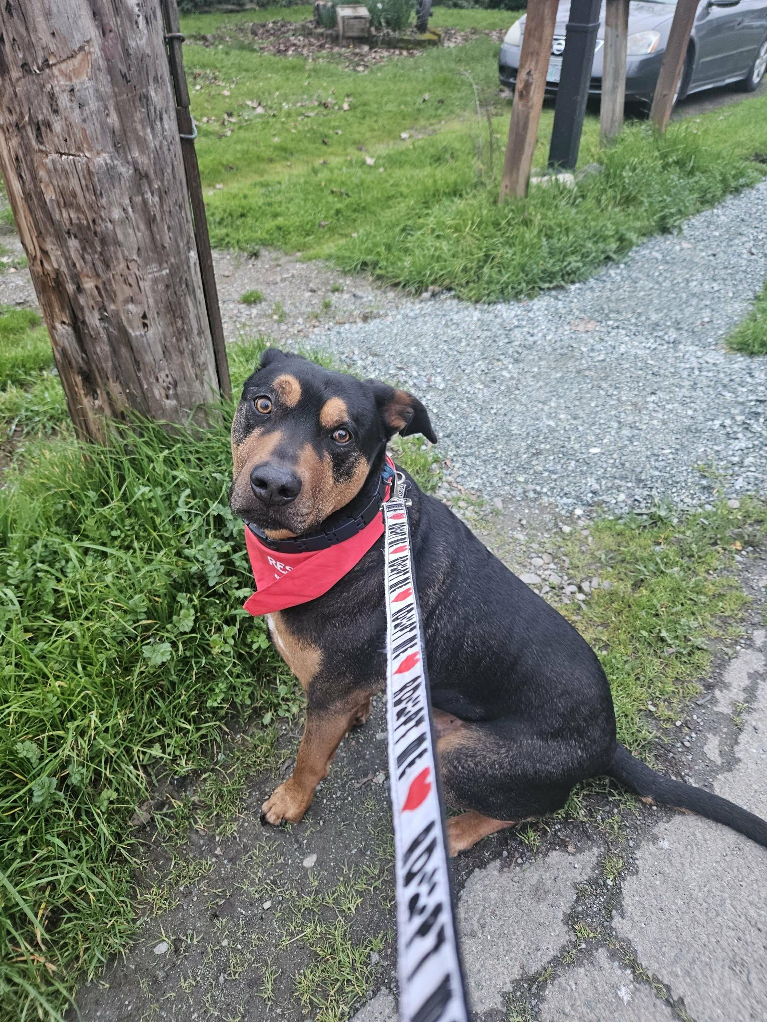 Enlarge Bo, a ADOPTABLE mixed breed in Roseburg, OR image 3/6