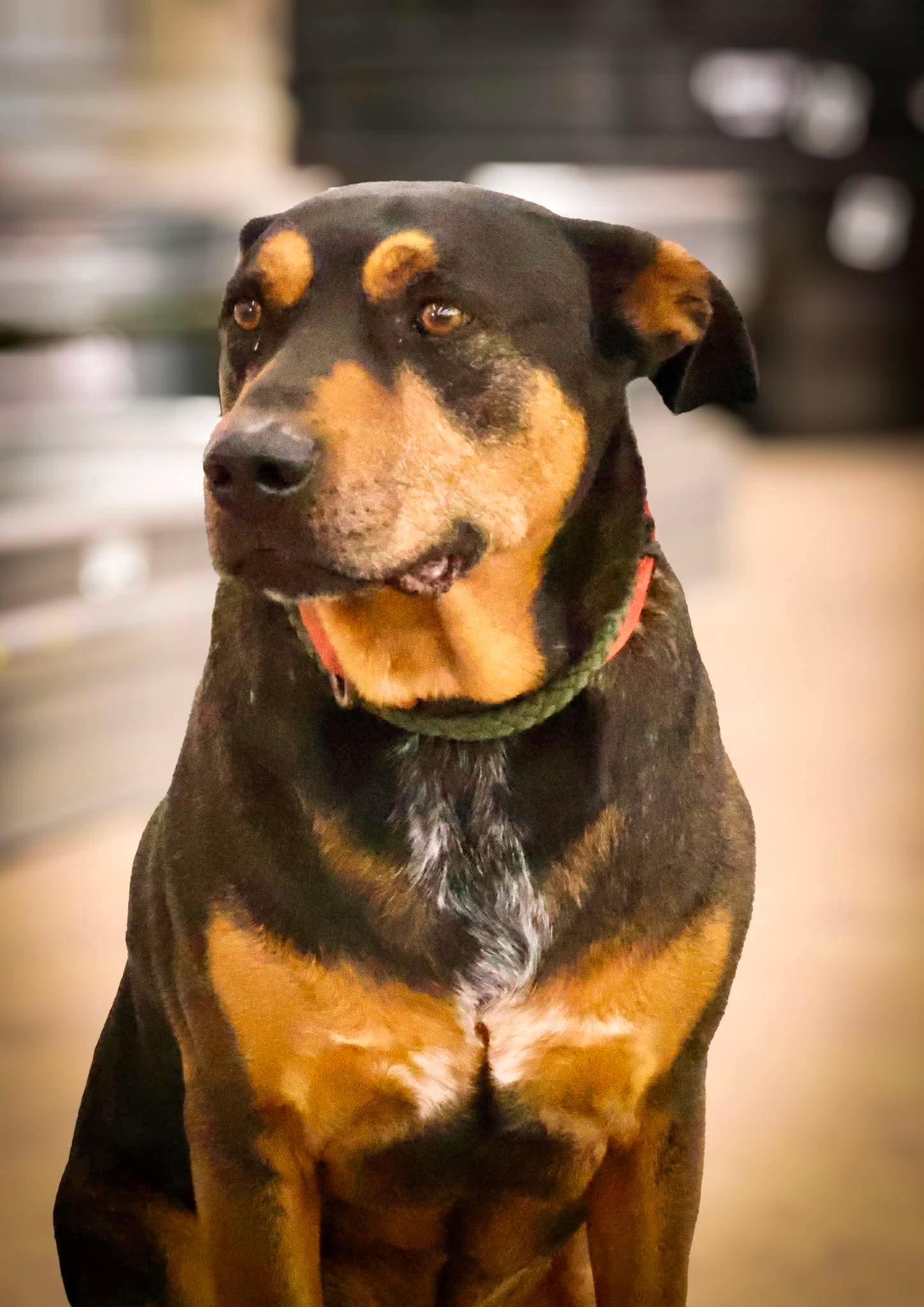 Bo, a ADOPTABLE mixed breed in Roseburg, OR image 2/6
