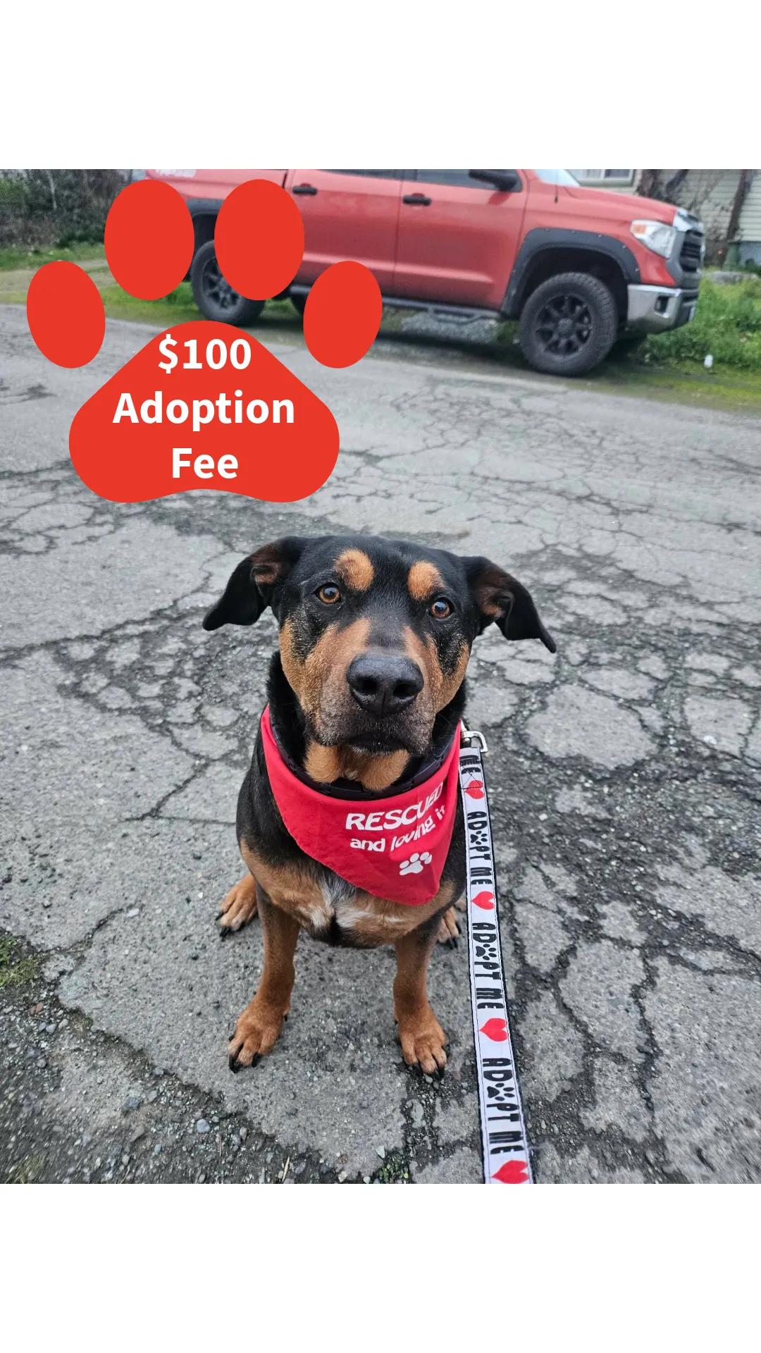 Enlarge Bo, a ADOPTABLE mixed breed in Roseburg, OR image 6/6