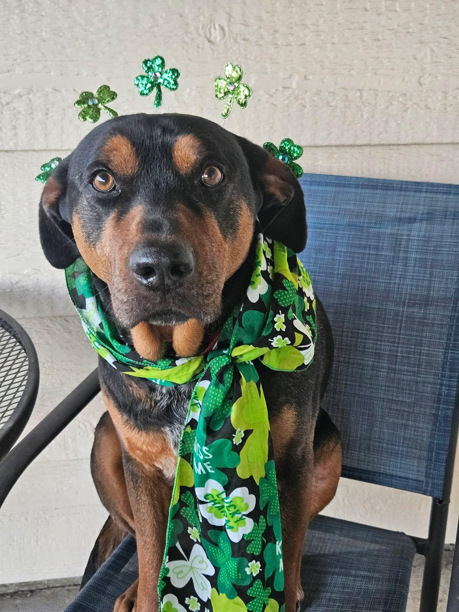 Enlarge Bo, a ADOPTABLE mixed breed in Roseburg, OR image 2/6