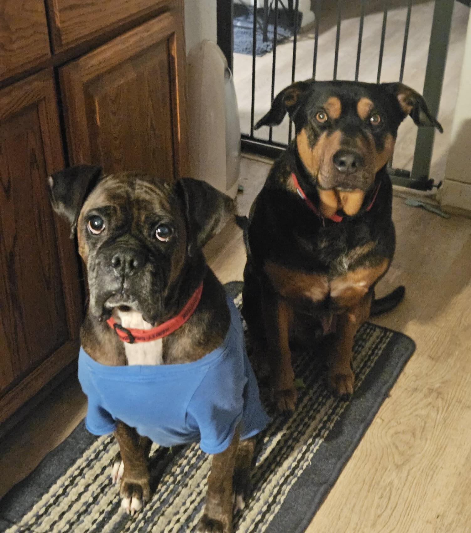 Enlarge Bo, a ADOPTABLE mixed breed in Roseburg, OR image 5/6