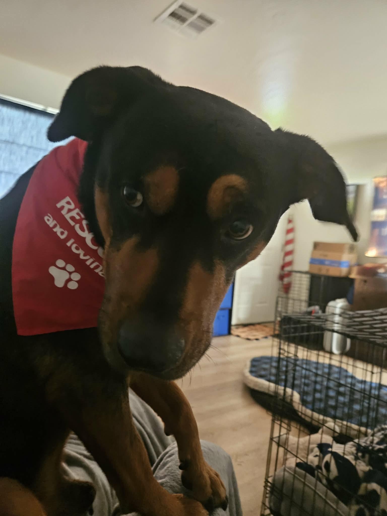 Enlarge Bo, a ADOPTABLE mixed breed in Roseburg, OR image 4/6