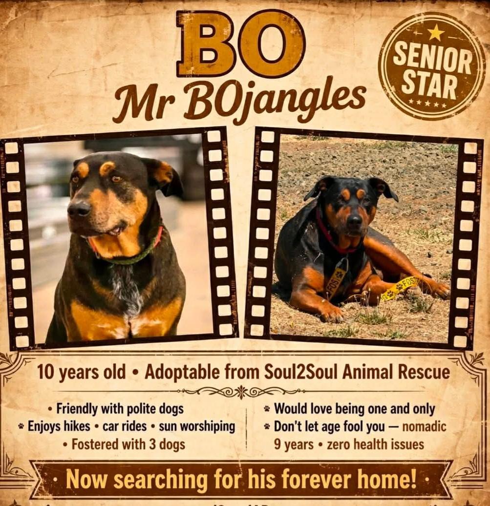 Bo, ADOPTABLE, Senior Male Pit Bull Terrier & American Staffordshire Terrier.