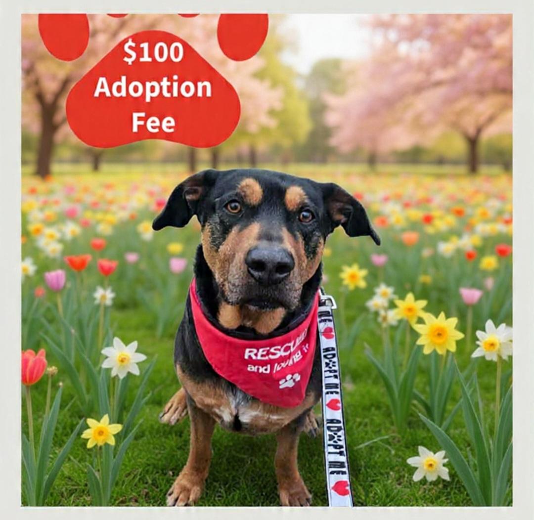 Enlarge Bo, a ADOPTABLE mixed breed in Roseburg, OR image 1/6