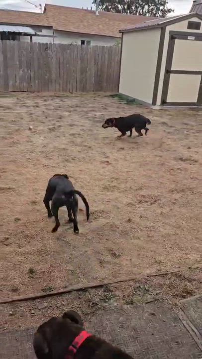 Enlarge Bo, a ADOPTABLE mixed breed in Roseburg, OR video 4/6