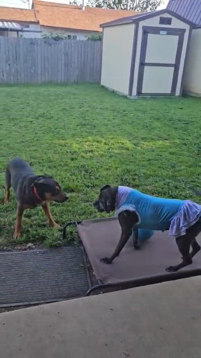 Enlarge Bo, a ADOPTABLE mixed breed in Roseburg, OR video 6/6