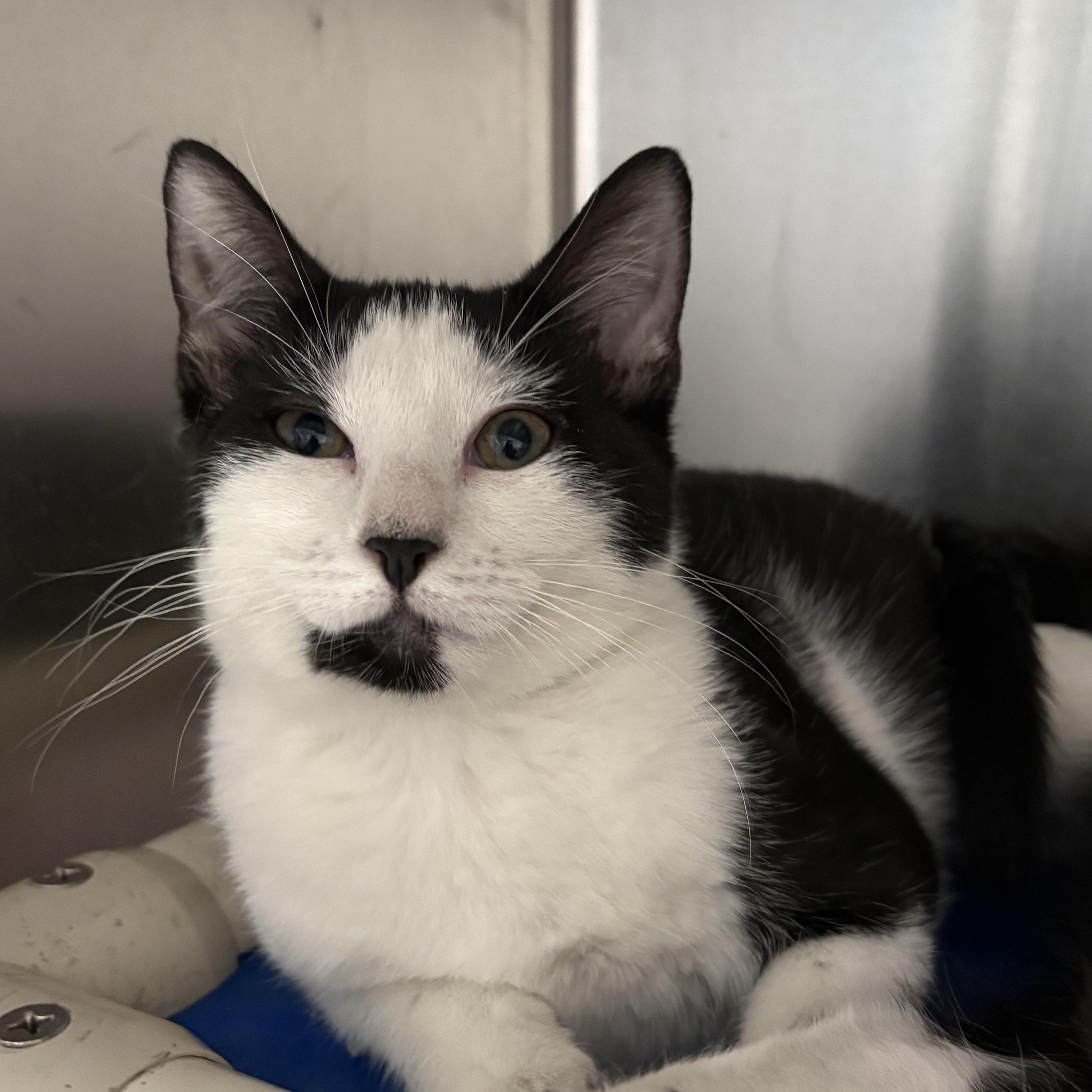 Enlarge Alloy, a Adoptable Domestic Short Hair in Wantagh, NY image 3/3