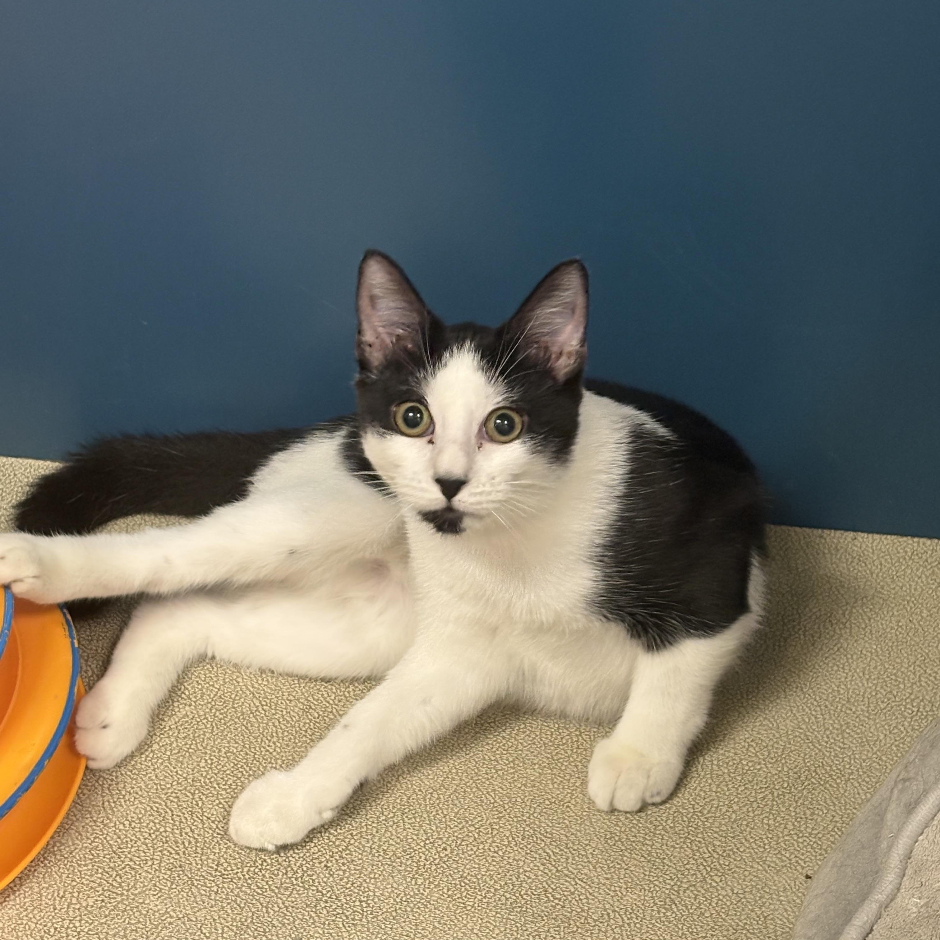 Enlarge Alloy, a Adoptable Domestic Short Hair in Wantagh, NY image 2/3