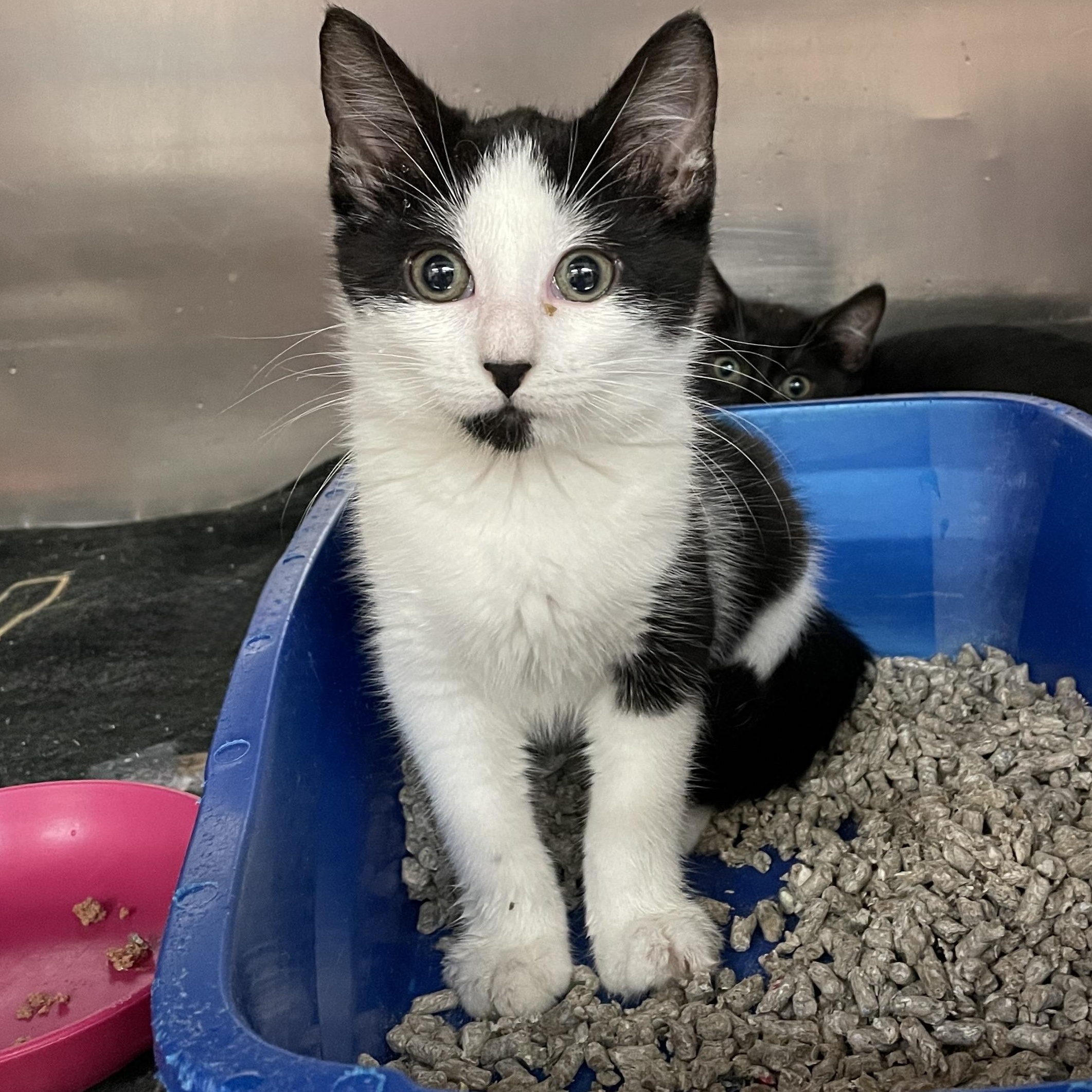 Alloy, Adoptable, Kitten Female Domestic Short Hair.