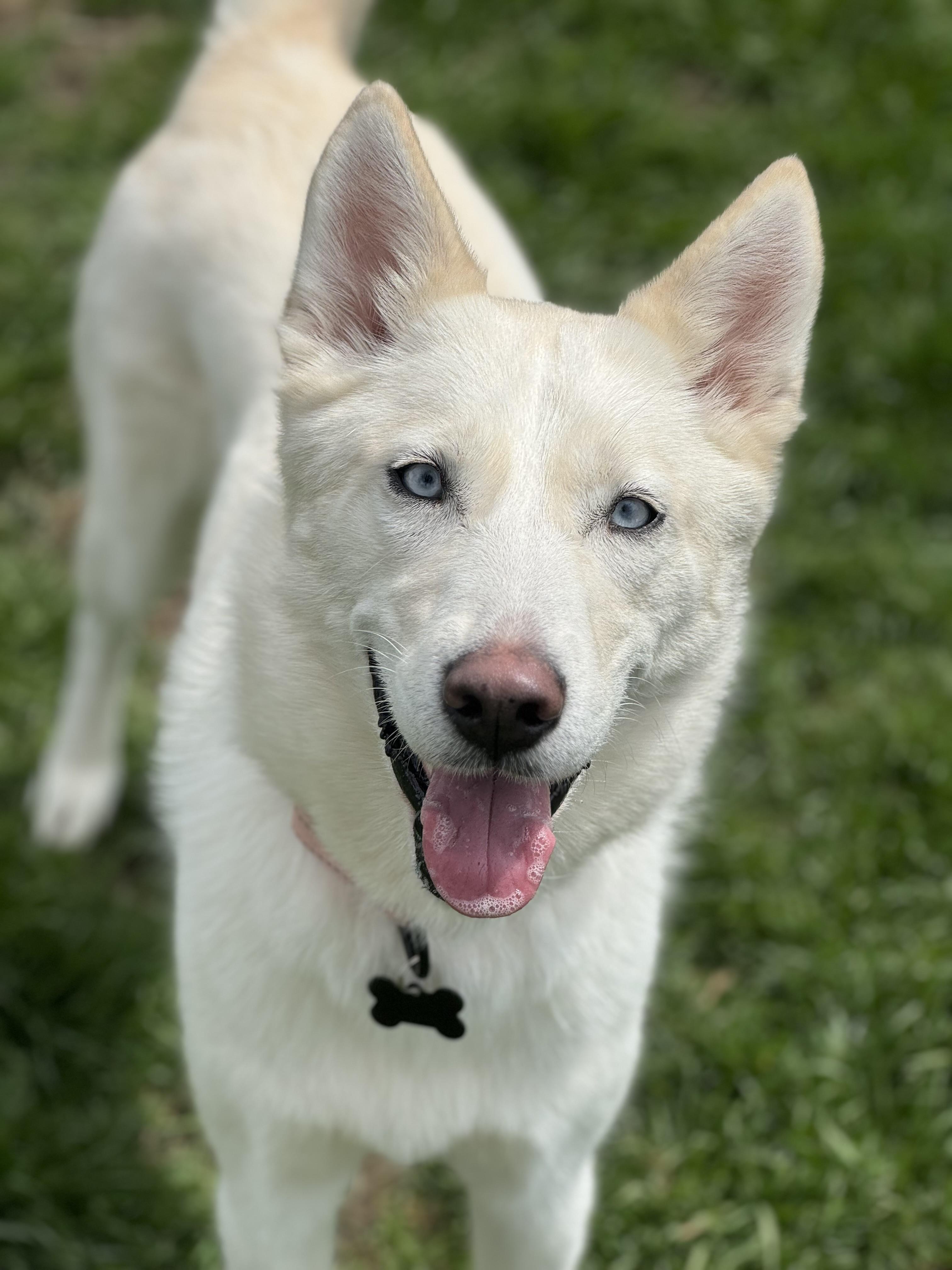 Enlarge Regina, a ADOPTABLE Siberian Husky in China Township, MI image 2/6