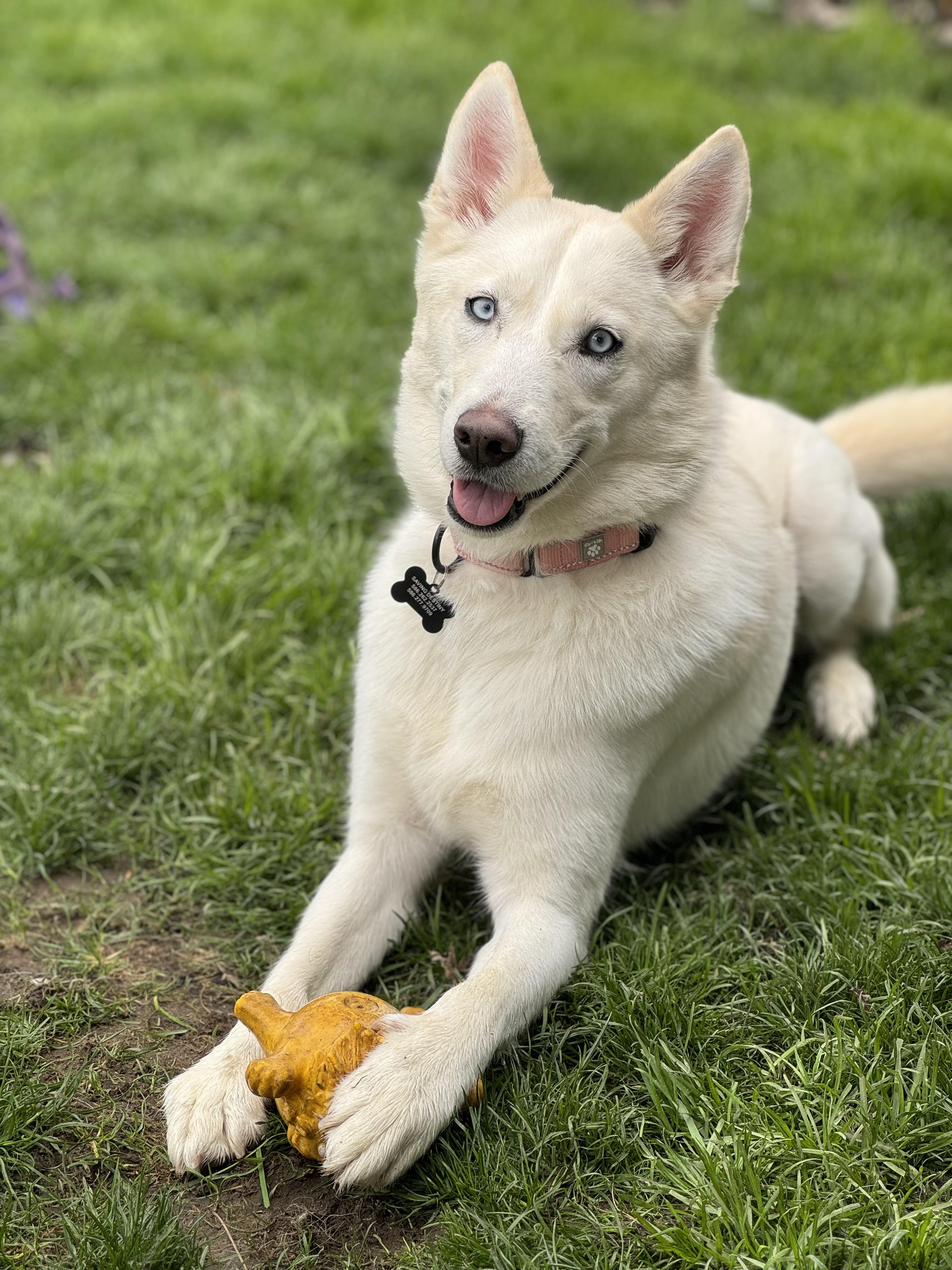 Regina, ADOPTABLE, Young Female Siberian Husky.