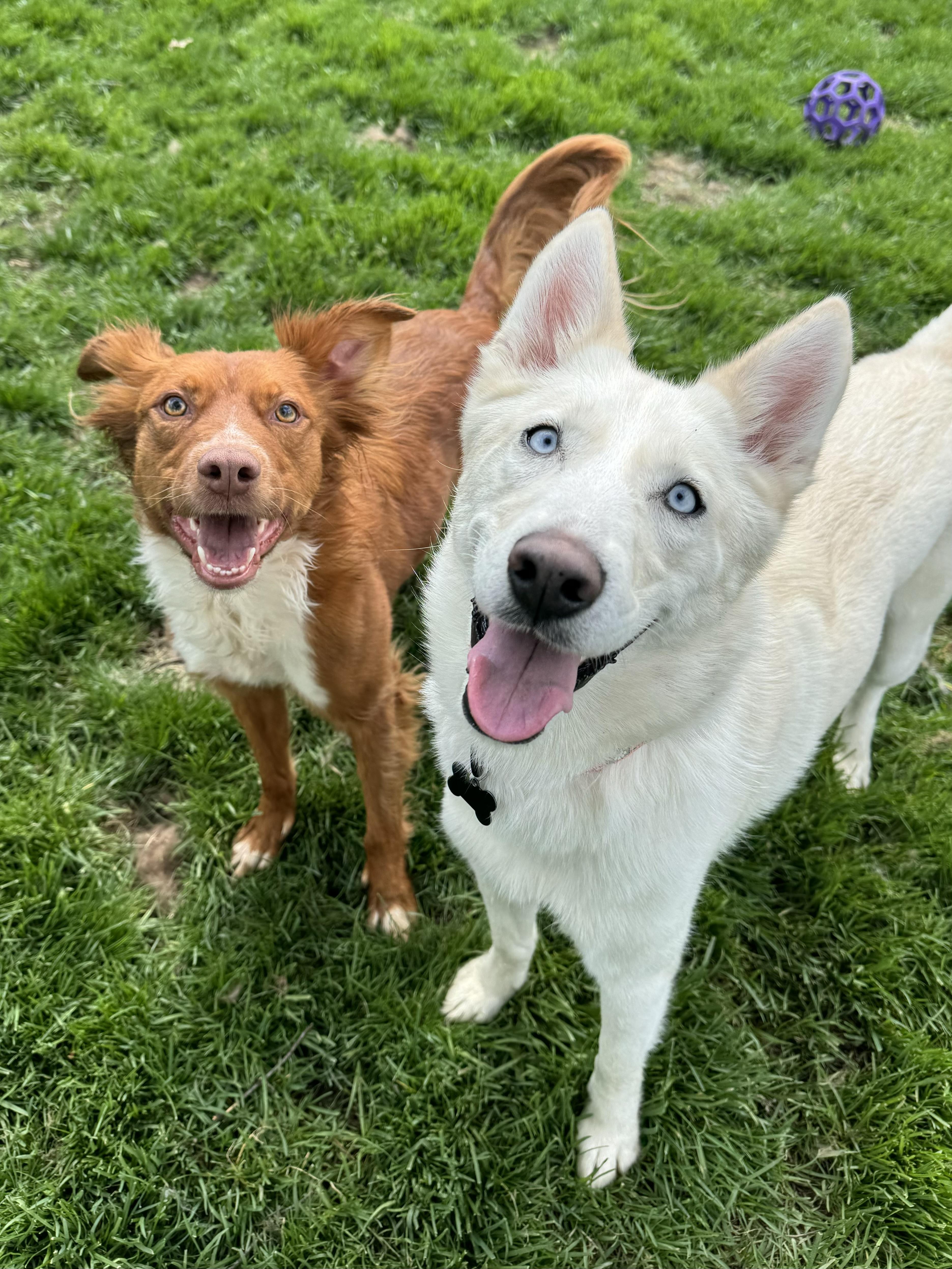 Enlarge Regina, a ADOPTABLE Siberian Husky in China Township, MI image 5/6