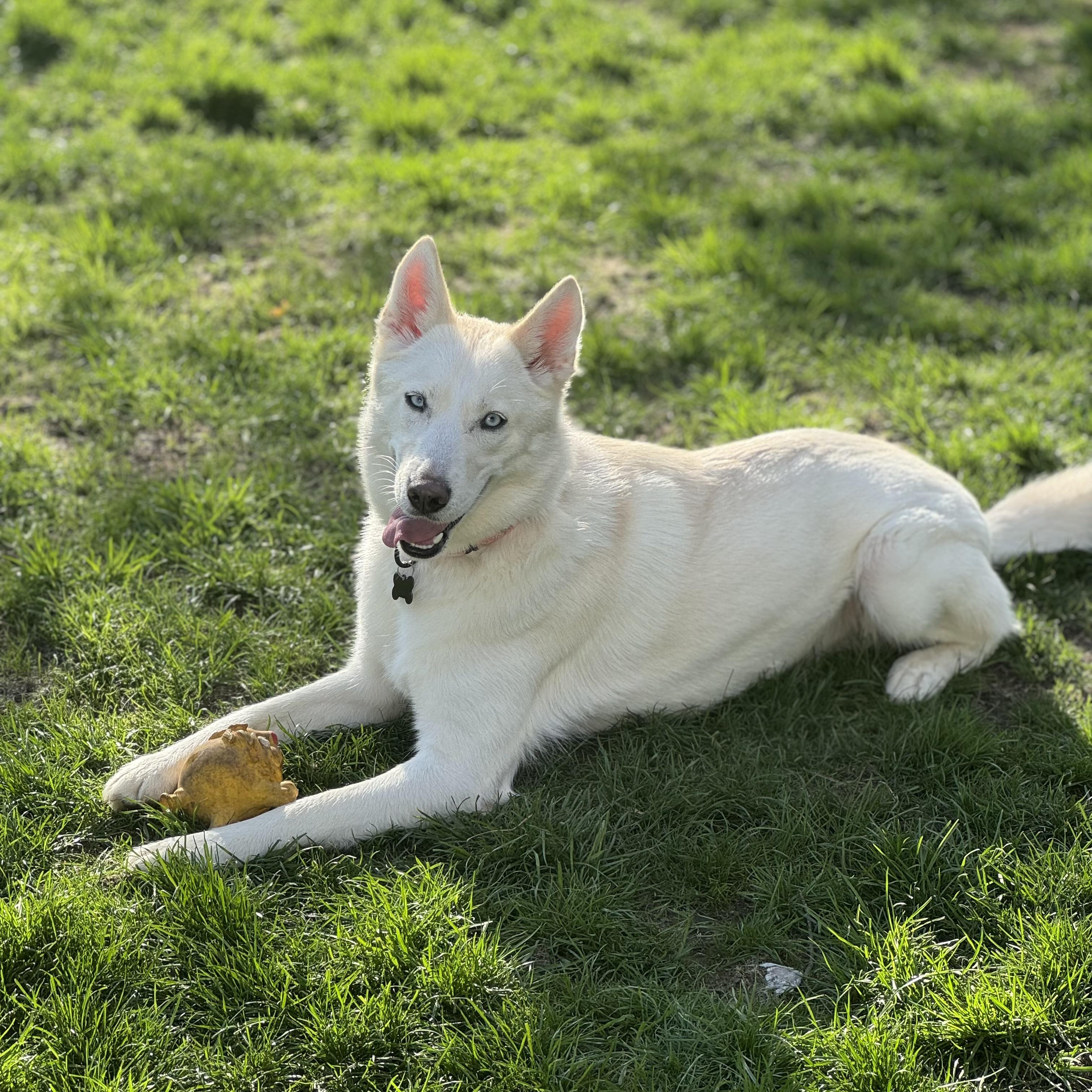 Enlarge Regina, a ADOPTABLE Siberian Husky in China Township, MI image 4/6