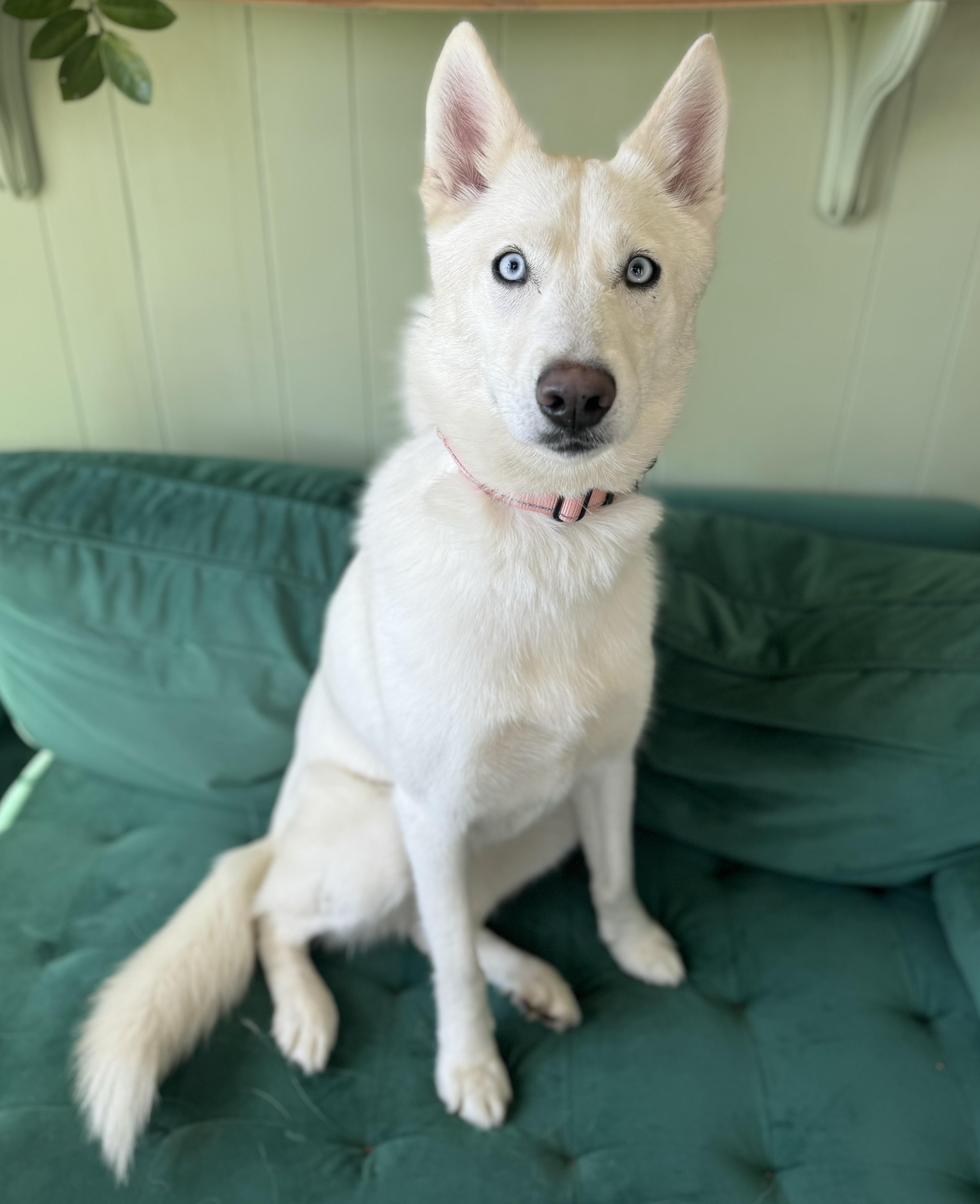 Enlarge Regina, a ADOPTABLE Siberian Husky in China Township, MI image 3/6