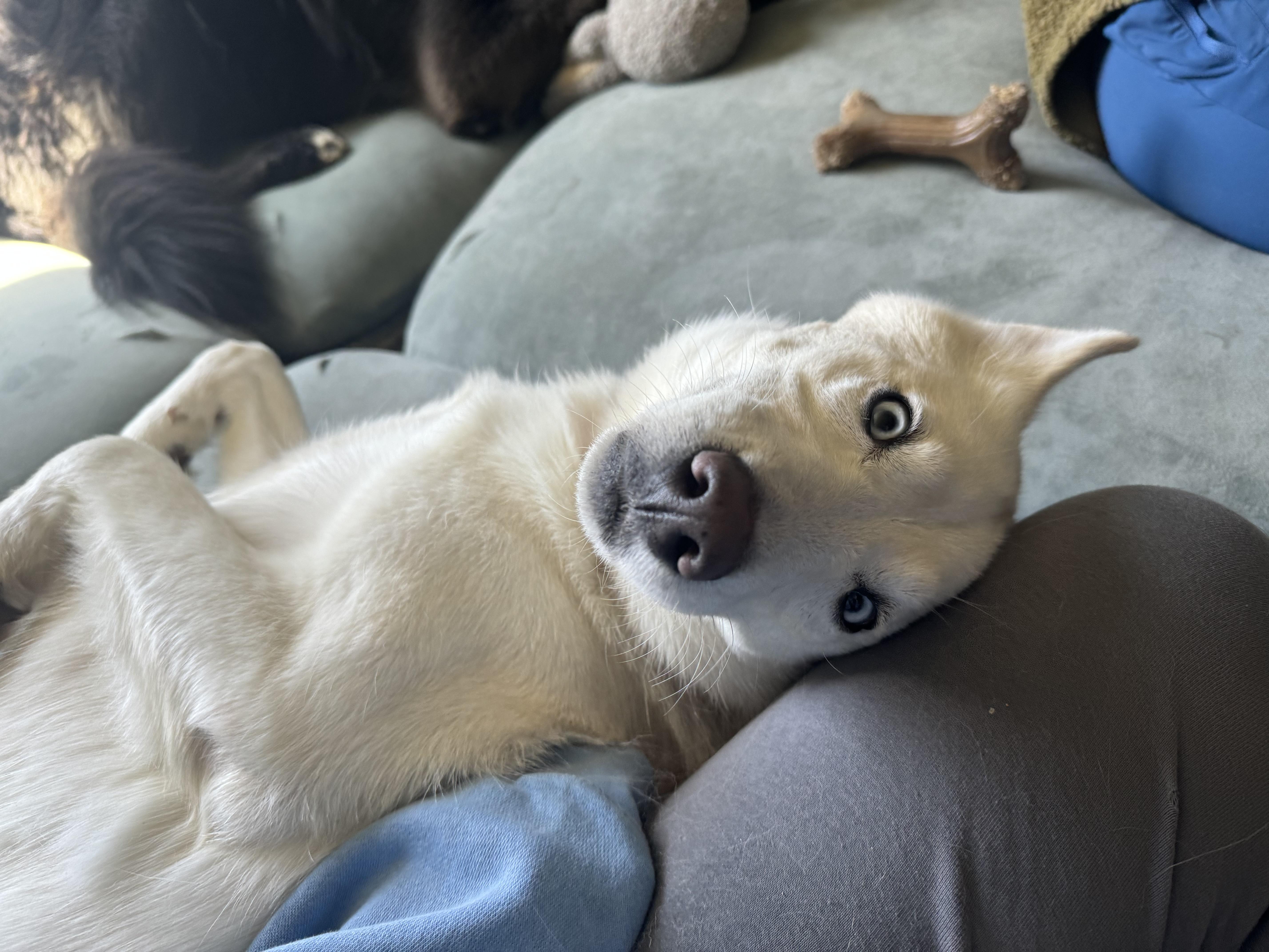 Enlarge Regina, a ADOPTABLE Siberian Husky in China Township, MI image 6/6