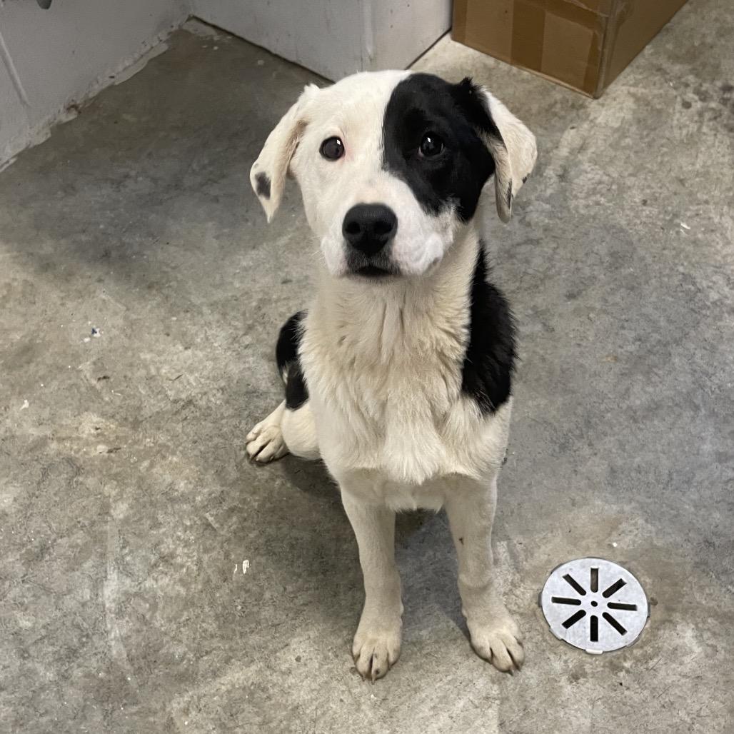 Enlarge Alyssa, a ADOPTABLE mixed breed in Sulphur, KY image 3/4