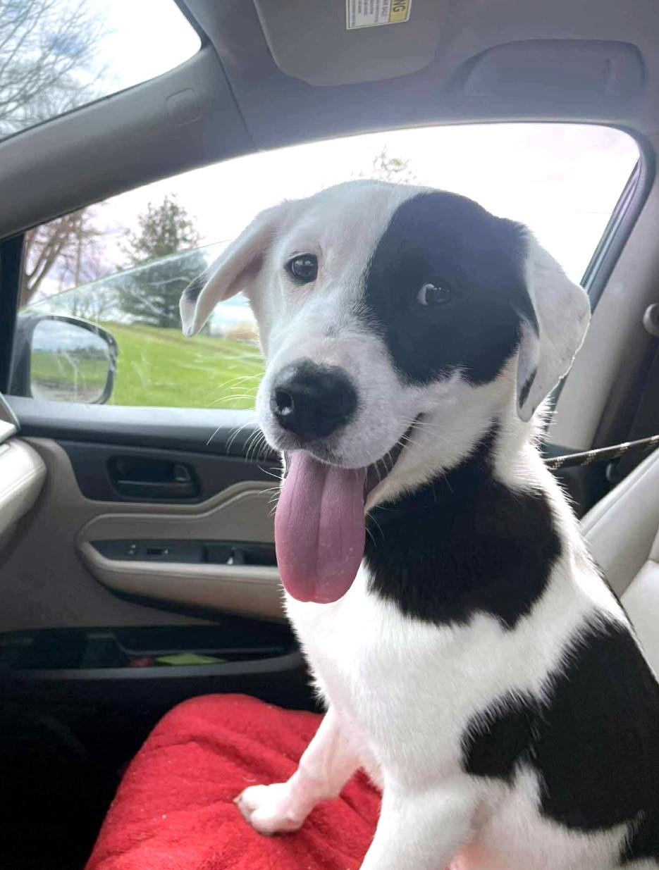 Enlarge Alyssa, a ADOPTABLE mixed breed in Sulphur, KY image 2/4