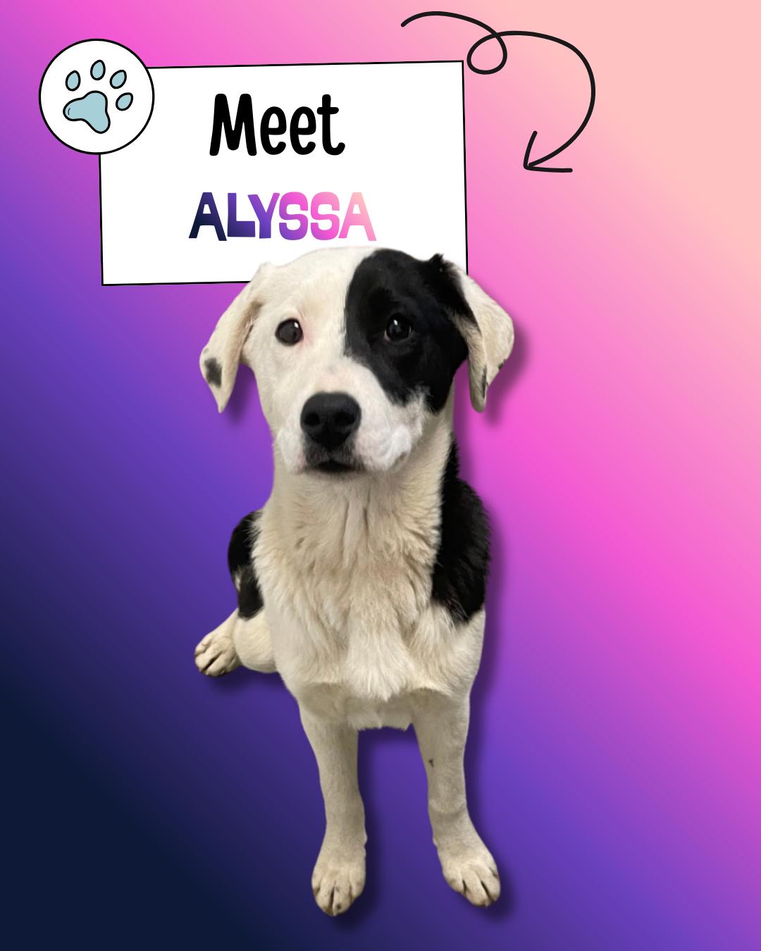 Alyssa, ADOPTABLE, Puppy Female Labrador Retriever & Australian Shepherd.