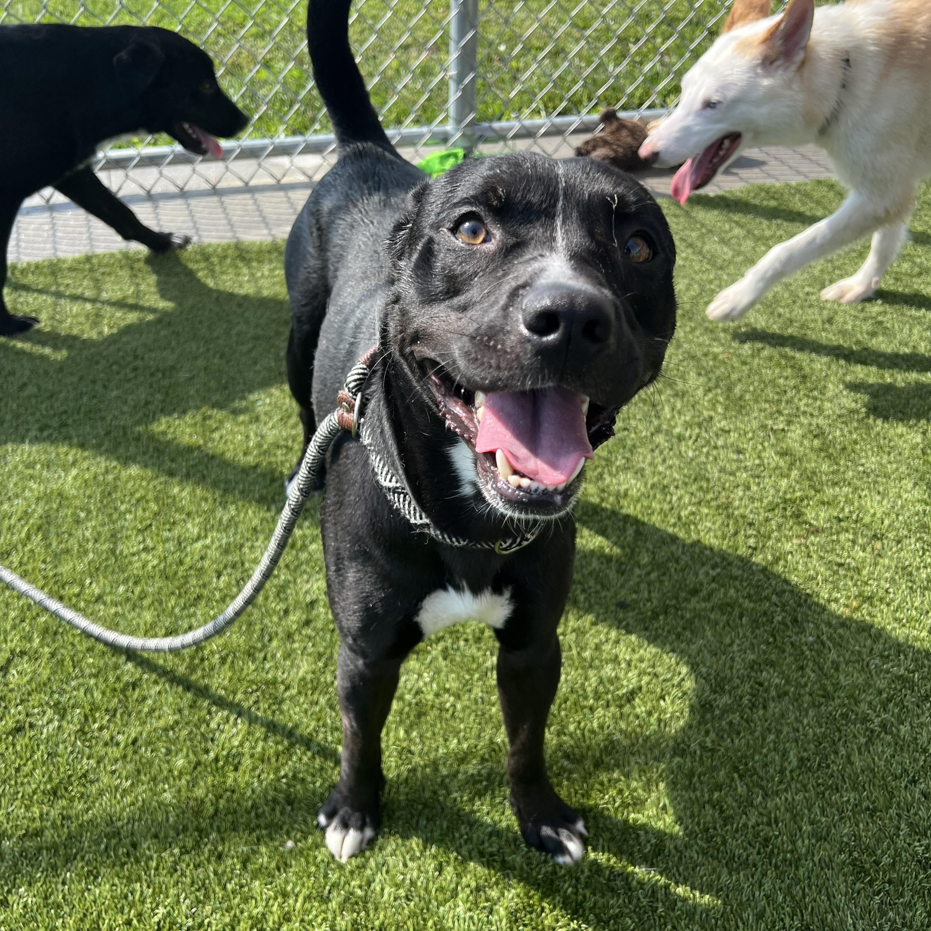 Kevin, Adult Male Pit Bull Terrier