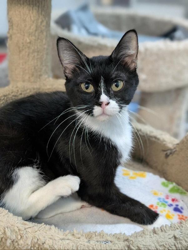 Raven, Adoptable, Young Female Domestic Short Hair.