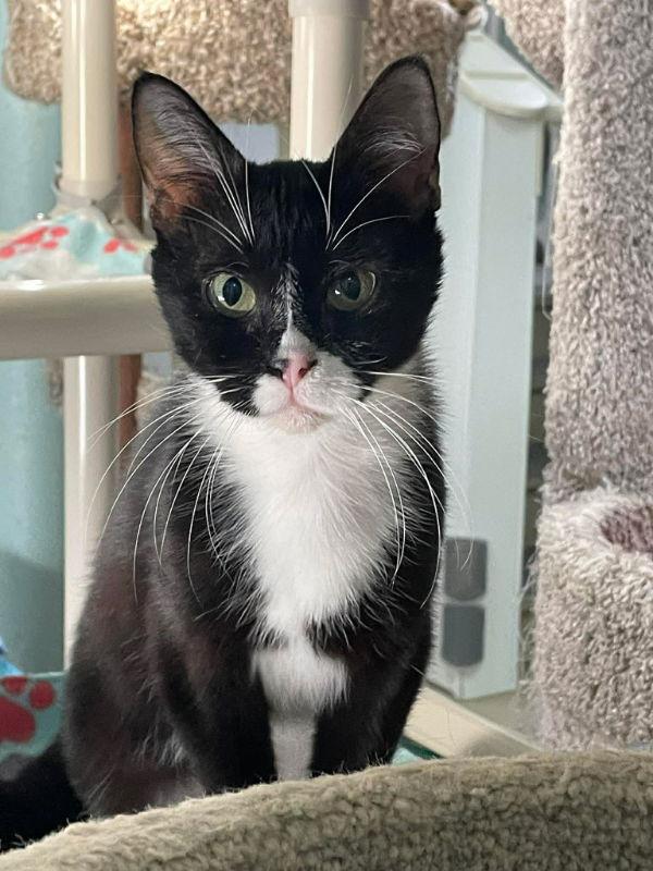 Enlarge Raven, a Adoptable Domestic Short Hair in Gonic, NH image 2/3