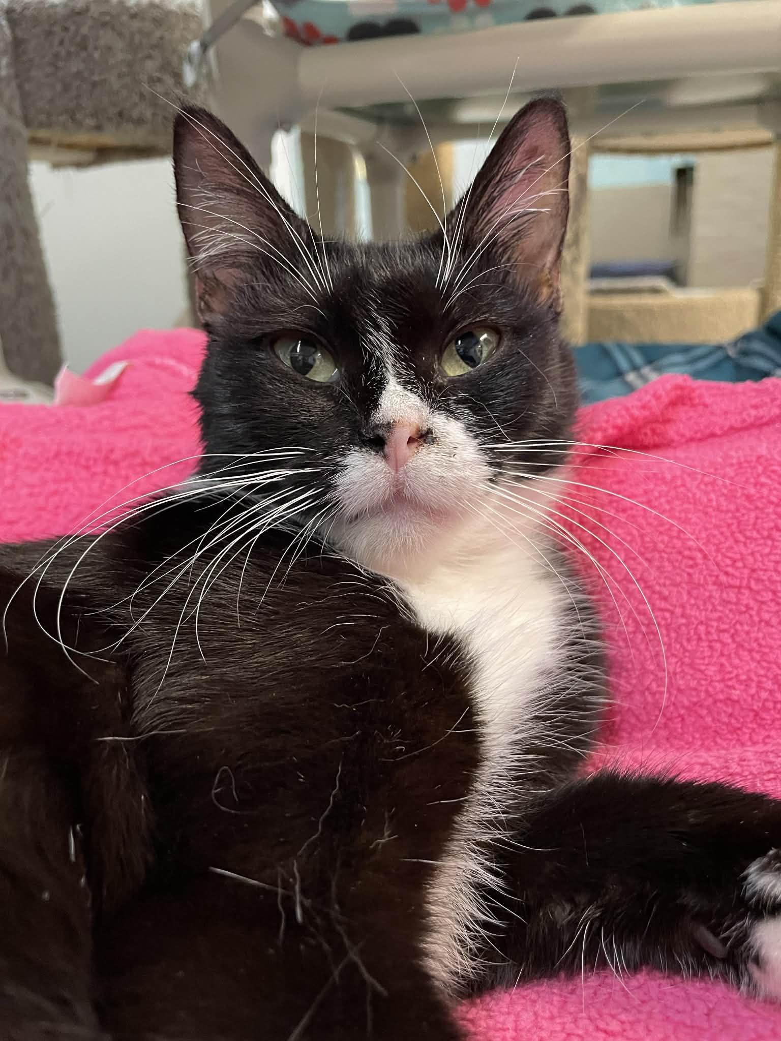 Enlarge Raven, a Adoptable Domestic Short Hair in Gonic, NH image 3/3