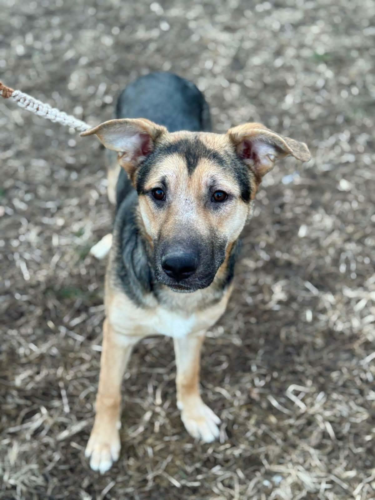 Pasta, a ADOPTABLE mixed breed in Benton Harbor, MI image 1/6