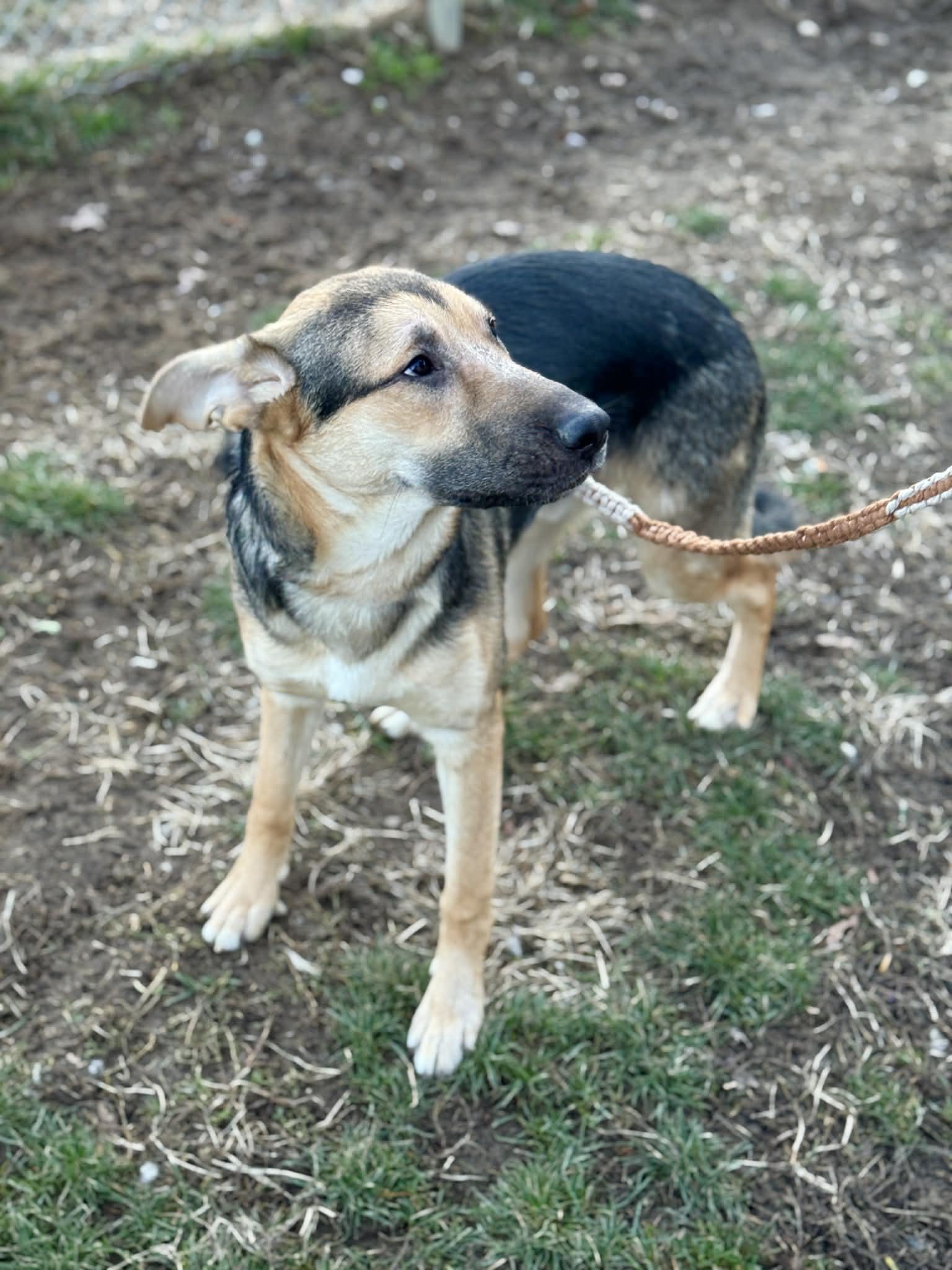 Pasta, a ADOPTABLE mixed breed in Benton Harbor, MI image 6/6