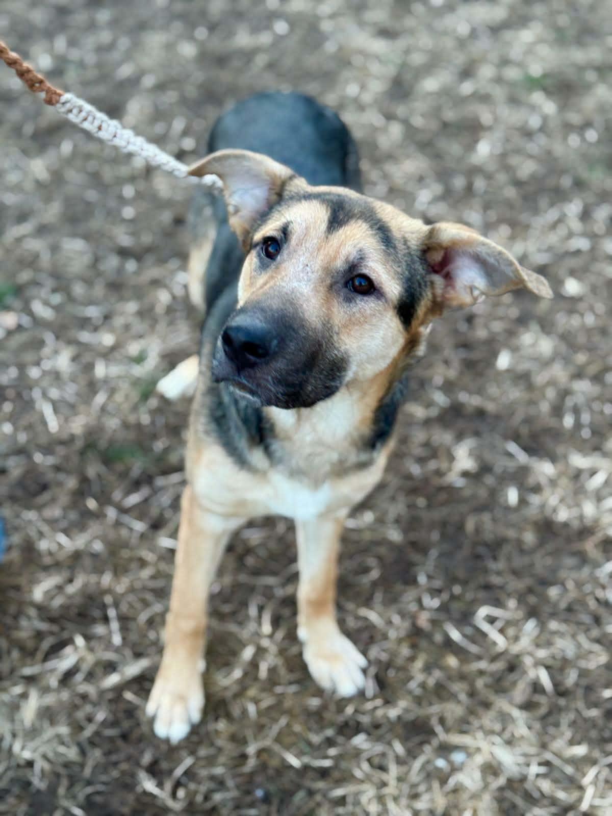 Pasta, a ADOPTABLE mixed breed in Benton Harbor, MI image 2/6