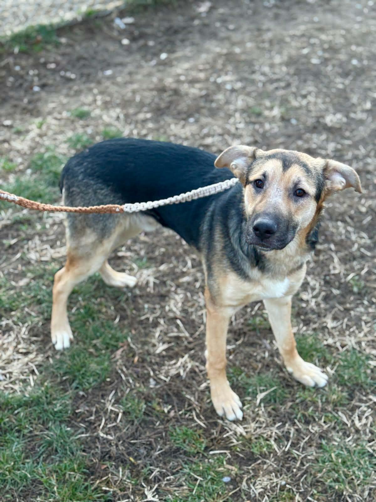 Pasta, a ADOPTABLE mixed breed in Benton Harbor, MI image 5/6